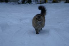 Katzen-im-Schnee-2012