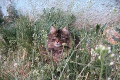 Katzen-Juri