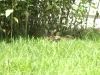 PICT0001.JPG