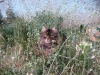 PICT0008.JPG