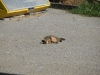 PICT0033.JPG