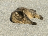 PICT0247.JPG