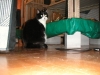 PICT0001.JPG