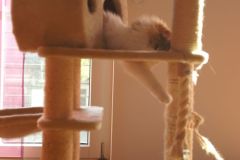 Katzen-Rea-Tullia