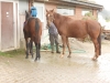 rohan-auf-fohlenweide-002
