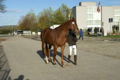 Romina-S-Feldtest-2012