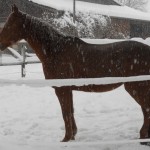 20141230_Riana_001